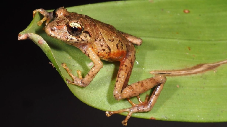 Descubren dos nuevas especies de ranas del género pristimantis en los Andes de Ecuador