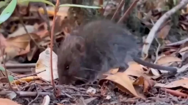 Argentina pone a disposición pruebas de hantavirus a países afectados por brote en crucero