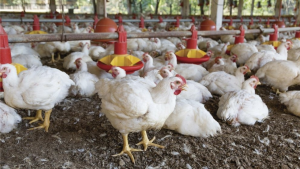 Avicultores advierten una posible escasez de pollo a nivel nacional en junio